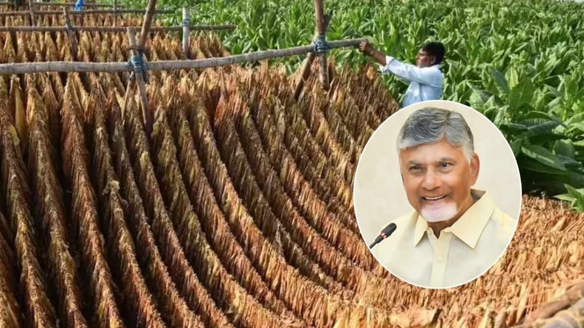 పొగాకు రైతులకు భారీ ఊరట.. క్వింటాల్‌కు రూ.1,000 అదనం!
